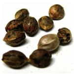 Семена марихуаны АК-47  (Seeds AK-47) в Марксе